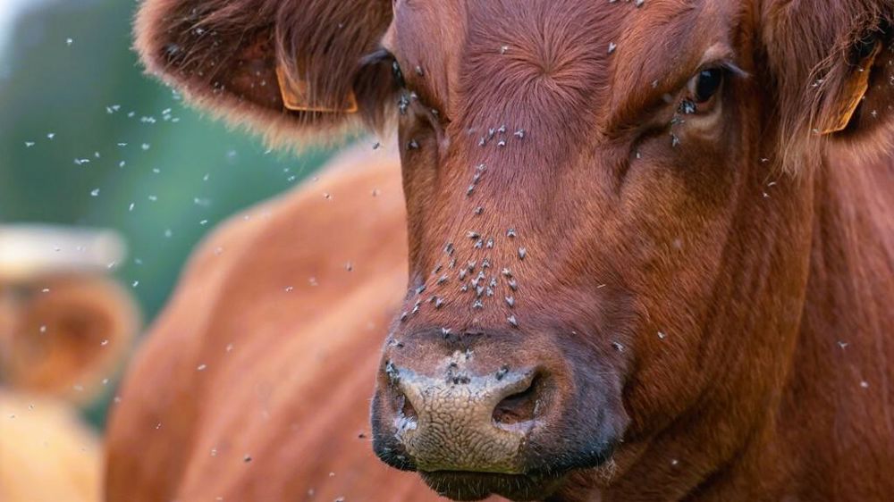 Vache avec des mouches sur le museau