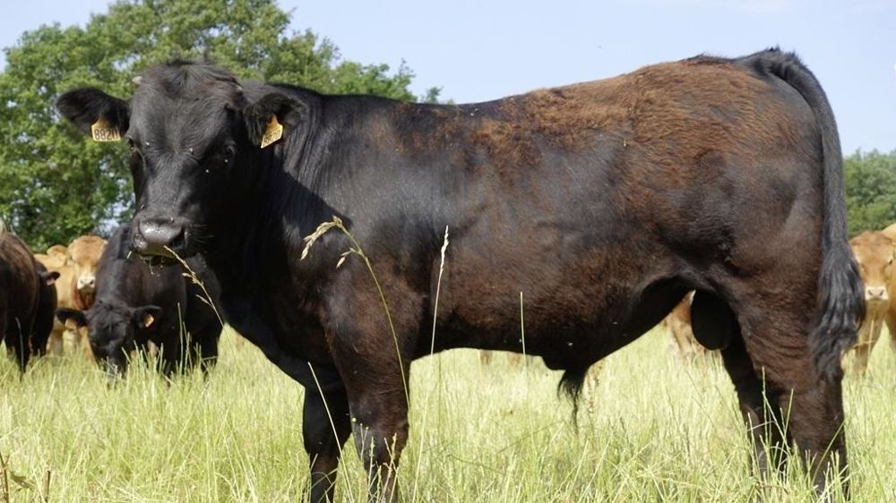 Veau croisé limousin angus