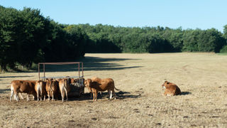 Pauline Hernandez estime que pour un troupeau de 100 vaches par exemple, c’est 50 à 100 tonnes de fourrages supplémentaires qu’il faudra prévoir pour passer une sécheresse estivale. Pauline Hernandez estime que pour un troupeau de 100 vaches par exemple, c’est 50 à 100 tonnes de fourrages supplémentaires qu’il faudra prévoir pour passer une sécheresse estivale.