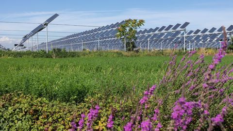 Un décret encadrant le développement de l'agrivoltaïsme a été publié mardi 9 avril au Journal officiel. Un décret encadrant le développement de l'agrivoltaïsme a été publié mardi 9 avril au Journal officiel.