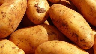 L'ONU a proclamé le 30 mai comme la journée internationale de la pomme de terre. L'ONU a proclamé le 30 mai comme la journée internationale de la pomme de terre.