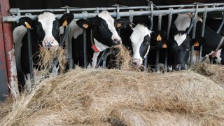 La maîtrise de la production de fourrages en quantité et en qualité est importante afin d’optimiser les charges alimentaires et donc la marge brute, principal facteur d’explication de la résilience.