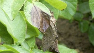 Le Copa-Cogeca et huit autres organismes alertent sur le danger du mildiou affectant les cultures de pomme de terre et proposent un plan d'action européen à Bruxelles. Le Copa-Cogeca et huit autres organismes alertent sur le danger du mildiou affectant les cultures de pomme de terre et proposent un plan d'action européen à Bruxelles.