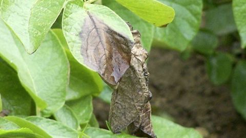 Le Copa-Cogeca et huit autres organismes alertent sur le danger du mildiou affectant les cultures de pomme de terre et proposent un plan d'action européen à Bruxelles.