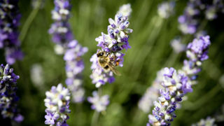 Les abeilles à miel peuvent compromettre la santé des pollinisateurs sauvages vulnérables en leurs transmettant des agents pathogènes. Les abeilles à miel peuvent compromettre la santé des pollinisateurs sauvages vulnérables en leurs transmettant des agents pathogènes.