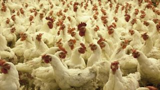 Selon l'OMS, le décès du premier cas humain de grippe aviaire H5N2 est multifactoriel. Selon l'OMS, le décès du premier cas humain de grippe aviaire H5N2 est multifactoriel.