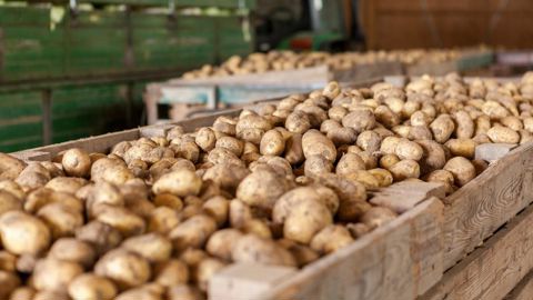 La campagne 2023-2024 d'export de pommes de terre fraîches se poursuit sous les meilleures auspices.