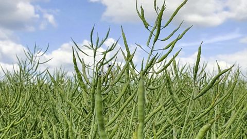 Agreste présente ses estimations de production en colza d'hiver pour la récolte 2024. Agreste présente ses estimations de production en colza d'hiver pour la récolte 2024.