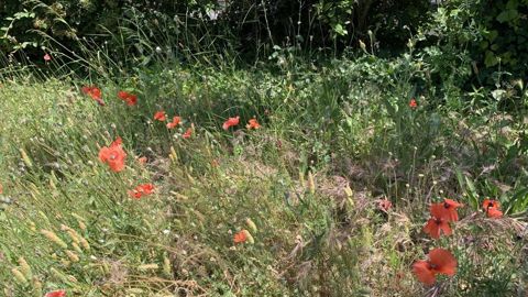 Flor’Agri, axé sur la biodiversité et le végétal sauvage d’origine locale à l’appui de semences herbacées sauvages, est entré dans sa 2e phase. Flor’Agri, axé sur la biodiversité et le végétal sauvage d’origine locale à l’appui de semences herbacées sauvages, est entré dans sa 2e phase.