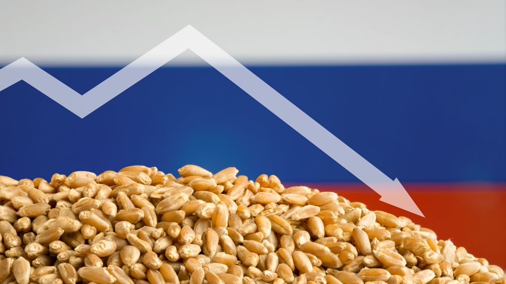 Le ministère américain de l'Agriculture a raboté de 5 millions de tonnes sa projection de récolte de blé en Russie en 2024.