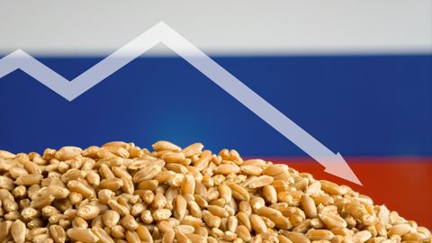 Le ministère américain de l'Agriculture a raboté de 5 millions de tonnes sa projection de récolte de blé en Russie en 2024. Le ministère américain de l'Agriculture a raboté de 5 millions de tonnes sa projection de récolte de blé en Russie en 2024.
