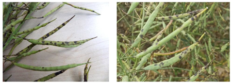 Alternaria à gauche et Mycosphaerella brassicicola à droite