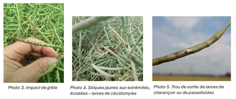 Impacts sur les siliques