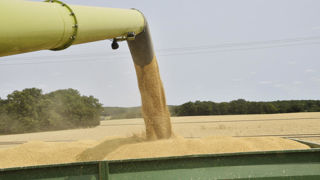 La production d’orges dans l'Union européenne et au Royaume Uni est estimée à 59,9 millions de tonnes en 2024, contre 54,4 millions de tonnes en 2023.