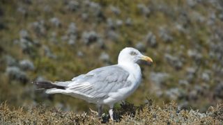 Aucun zonage n'a pour le moment été mis en place dans les Côtes-d'Armor après la découverte de trois goélands positifs à l'influenza aviaire.