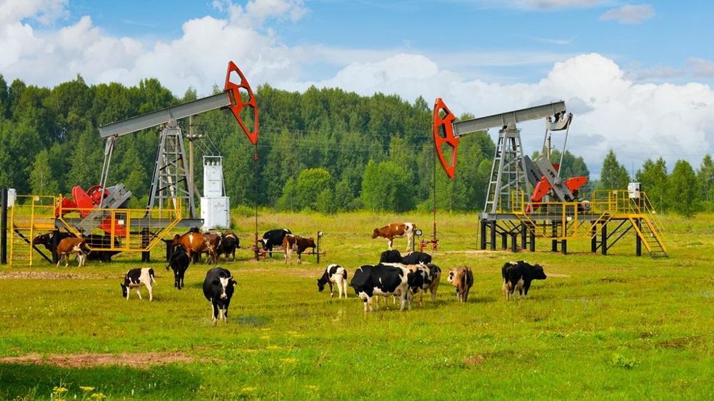 Extraction de pétrole et vaches au pâturage
