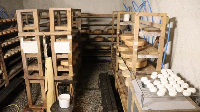 Réserve de fromages issus de la transformation du lait de vaches tarines