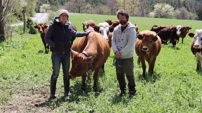 des éleveurs avec leurs vaches tarines dans les Hautes-Alpes