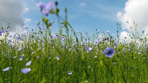 Les surfaces européennes de lin fibre ont atteint un record pour cette campagne 2024 : elles sont estimées à près de 180 000 ha, dont 85 % environ en France. Les surfaces européennes de lin fibre ont atteint un record pour cette campagne 2024 : elles sont estimées à près de 180 000 ha, dont 85 % environ en France.