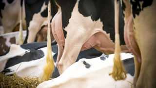 La santé de la mamelle a pris une part importante dans l'Isu prim'holstein. La santé de la mamelle a pris une part importante dans l'Isu prim'holstein.