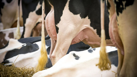 La santé de la mamelle a pris une part importante dans l'Isu prim'holstein.