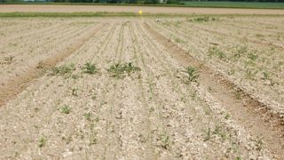 Le salissement pénalise le rendement mais aussi la qualité des oignons de semis avec des calibres irréguliers.