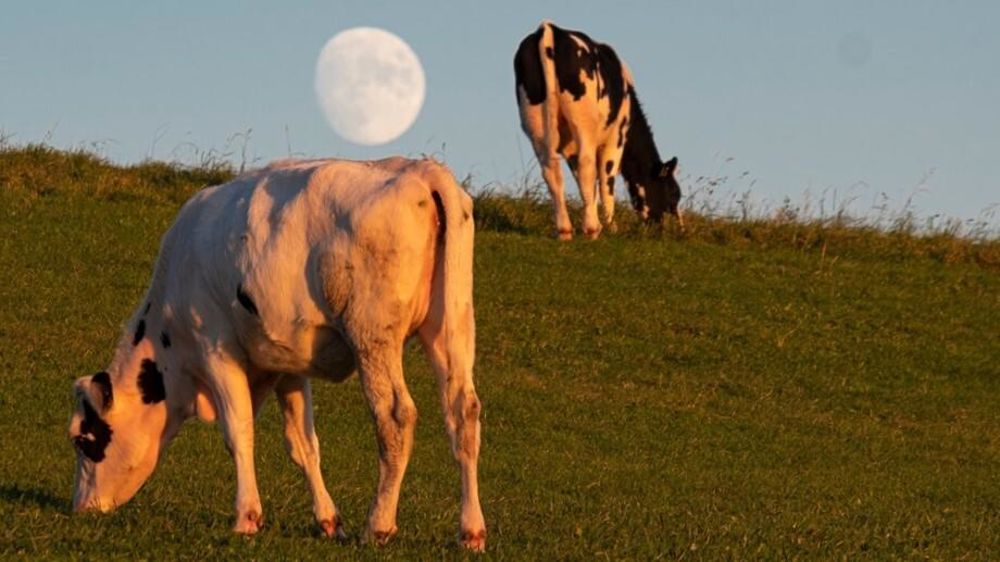 Vaches au pâturage avec la lune