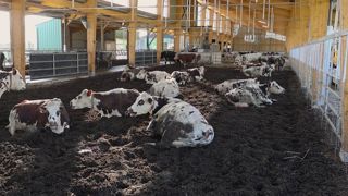 Le troupeau de Normandes de la ferme de la Blanche Maison a été divisé en deux pour comparer la litière malaxée en plaquettes de bois par rapport à une aire paillée classique. Le troupeau de Normandes de la ferme de la Blanche Maison a été divisé en deux pour comparer la litière malaxée en plaquettes de bois par rapport à une aire paillée classique.