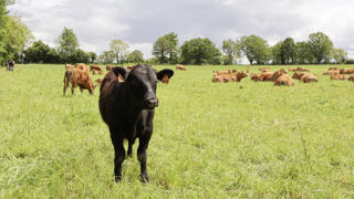 La ferme expérimentale de Thorigné-d’Anjou a misé sur un croisement angus avec une partie de son troupeau limousin. La ferme expérimentale de Thorigné-d’Anjou a misé sur un croisement angus avec une partie de son troupeau limousin.