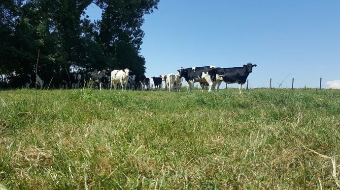 Les sécheresses estivales s'anticipent. Préparez vos prairies et mettez toutes les chances de votre côté pour passer les coups de chaud.