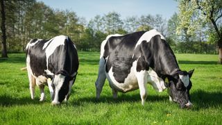 La vermifugation avant le vêlage améliore la croissance des veaux La vermifugation avant le vêlage améliore la croissance des veaux