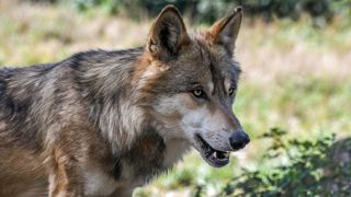 Le tribunal administratif de Toulon a annulé un arrêté préfectoral qui autorisait des tirs contre le loup pour protéger un troupeau de brebis dans le Var. Le tribunal administratif de Toulon a annulé un arrêté préfectoral qui autorisait des tirs contre le loup pour protéger un troupeau de brebis dans le Var.