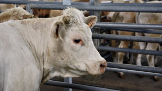 Le ministère de l'Agriculture a recensé 4 319 foyers de maladie hémorragique épizootique (MHE), au 27 juin 2024, dans les élevages de l’Hexagone. Le ministère de l'Agriculture a recensé 4 319 foyers de maladie hémorragique épizootique (MHE), au 27 juin 2024, dans les élevages de l’Hexagone.