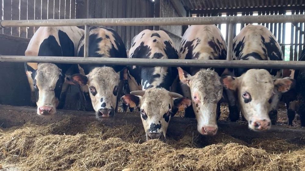 Engraissement de Jeunes Bovins Holstein Engraissement de Jeunes Bovins Holstein