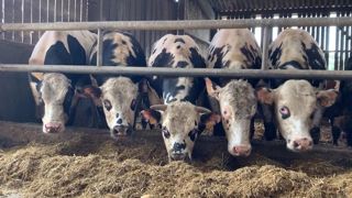 La spécialisation des fermes laitières a conduit à un important recul de l'engraissement de bovins laitiers ou mixtes en France. La spécialisation des fermes laitières a conduit à un important recul de l'engraissement de bovins laitiers ou mixtes en France.