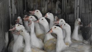 Seuls les canards mâles peuvent être élevés pour produire du foie gras. Cela justifie l'intérêt de l'ovosexage.