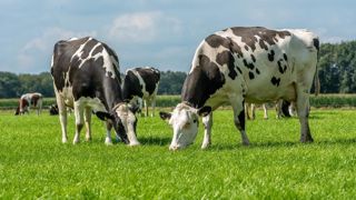 La production d'herbe est nettement supérieure à la normale cette année. La production d'herbe est nettement supérieure à la normale cette année.