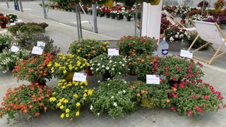 Nouveautés et incontournables sont mis à l’honneur durant la journée technique Syntech de Syngenta Flowers.