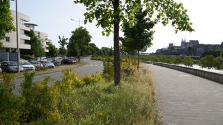 Végétalisation sur les bords de la Maine à Angers.