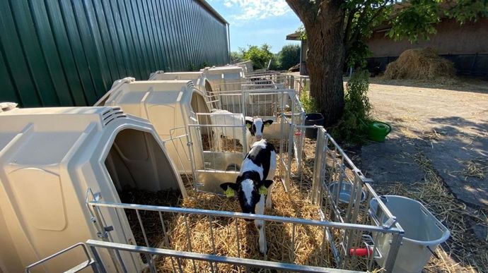 L'aire d'exercice permet de relier deux niches à veaux pour favoriser les comportements sociaux des veaux.