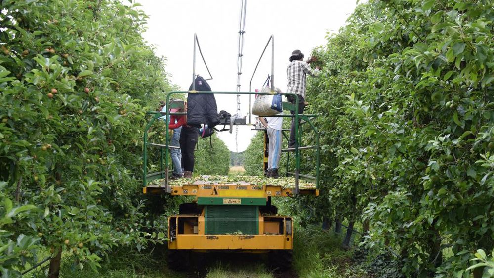 40 000 contrats de saisonniers agricoles sont signés chaque année dans le Maine-et-Loire. 