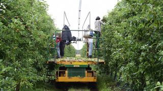 40 000 contrats de saisonniers agricoles sont signés chaque année dans le Maine-et-Loire. 40 000 contrats de saisonniers agricoles sont signés chaque année dans le Maine-et-Loire.