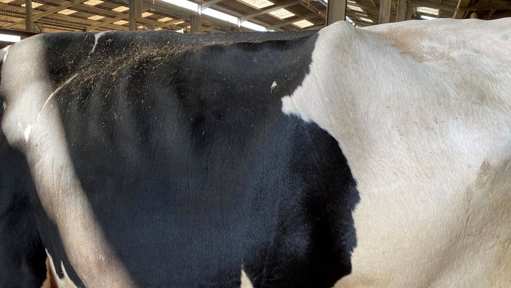 flanc creusé d'une vache laitière