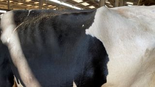 Le remplissage du rumen. La note de 1 à 5 s'apprécie en observant le creux du flanc gauche plus ou moins marqué. Au tarissement, l'objectif est une note de 4, c'est-à-dire un triangle à peine perceptible. Le remplissage du rumen. La note de 1 à 5 s'apprécie en observant le creux du flanc gauche plus ou moins marqué. Au tarissement, l'objectif est une note de 4, c'est-à-dire un triangle à peine perceptible.
