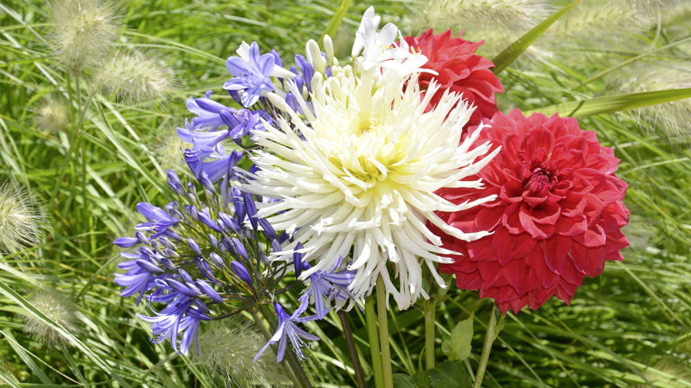 Bouquet de dahlias et alstroemères invitant à ne pas oublier les fleurs coupées françaises.