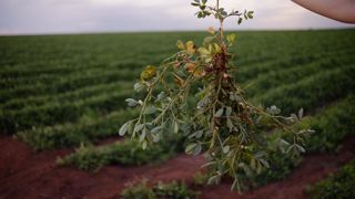 Le Brésil possède l'un des plus forts potentiels du monde pour augmenter la production de cacahuètes.