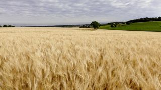 Au 12 juillet, les récoltes de blé dur étaient seulement terminées dans le Sud-Est. Au 12 juillet, les récoltes de blé dur étaient seulement terminées dans le Sud-Est.