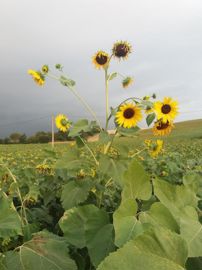 Tournesol sauvage