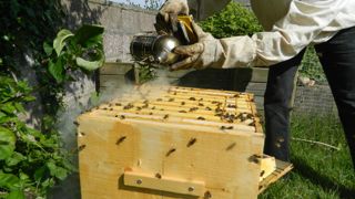 Cette aide d'urgence prendra en charge la perte de chiffres d'affaires à hauteur de 80 % par exploitation apicole. Cette aide d'urgence prendra en charge la perte de chiffres d'affaires à hauteur de 80 % par exploitation apicole.
