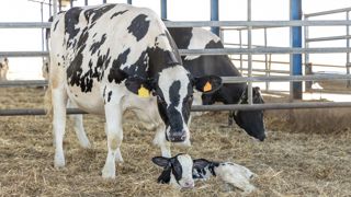 Prise en charge des douleurs au vêlage : des effets positifs pour les vaches